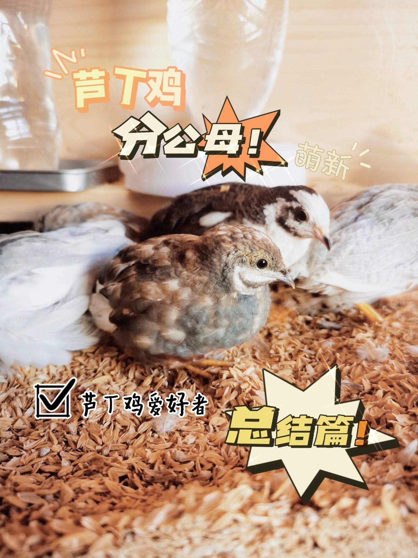 芦丁鸡怎样区分公母(总结篇)
