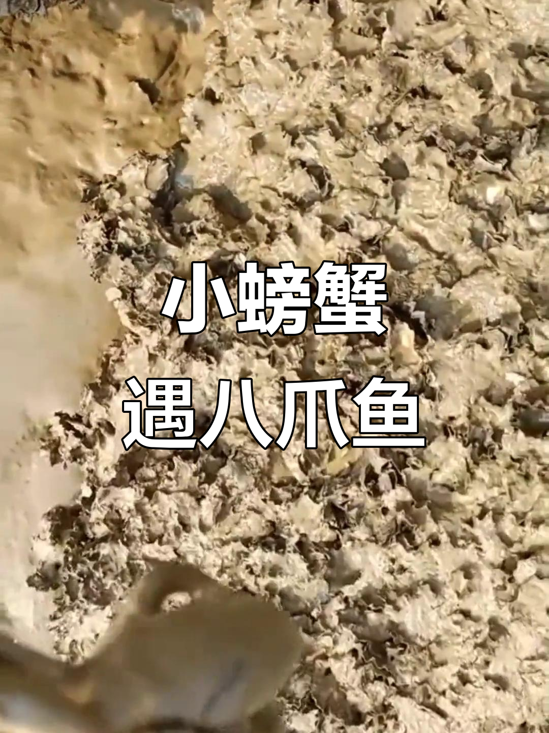 岩洞探险发现八爪鱼，小螃蟹与海老鼠的奇妙遭遇