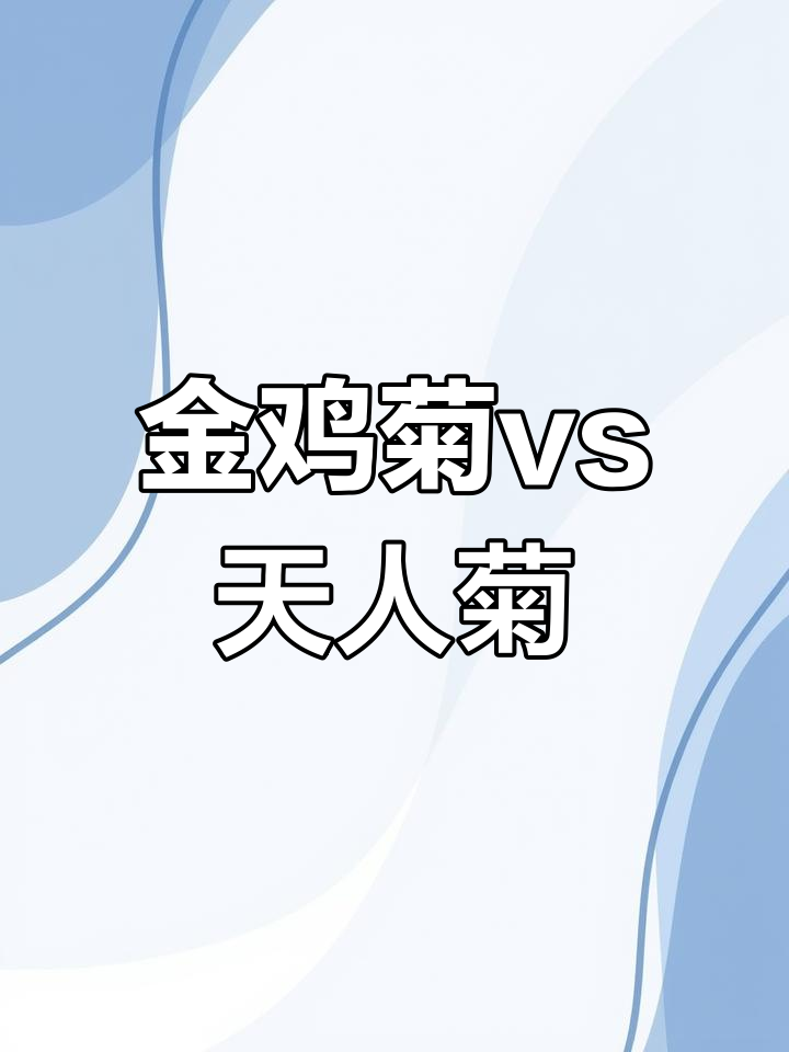 大花金鸡菊与天人菊的对比,花朵、叶子全解析