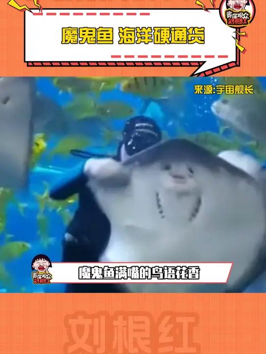 魔鬼鱼 海洋硬通货 直接当货币用的 魔鬼鱼 虎鲸 食物链
