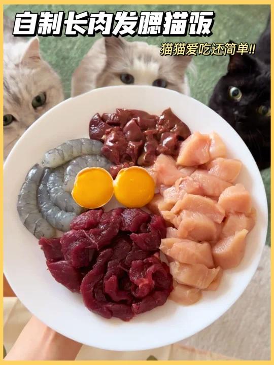 自制营养发腮猫饭食谱手把手教程超简单