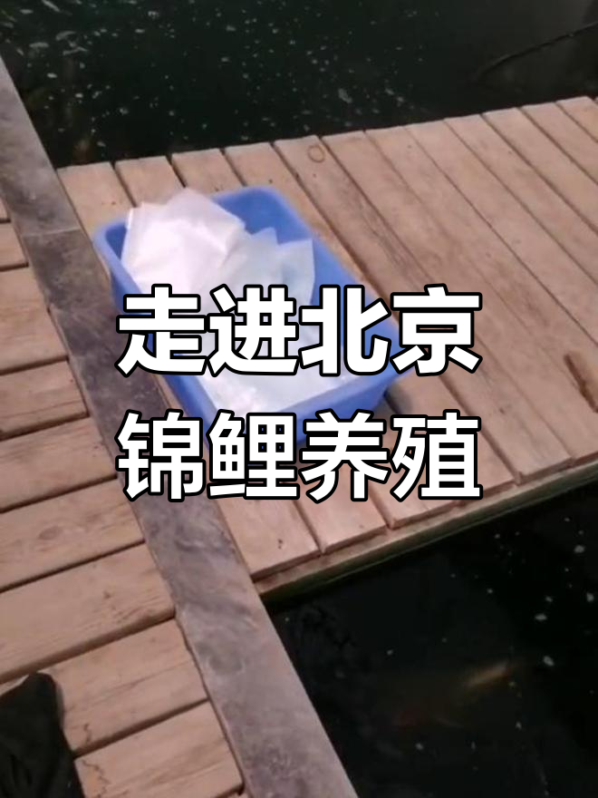 北京锦鲤鱼场探秘,冷水养殖大揭秘