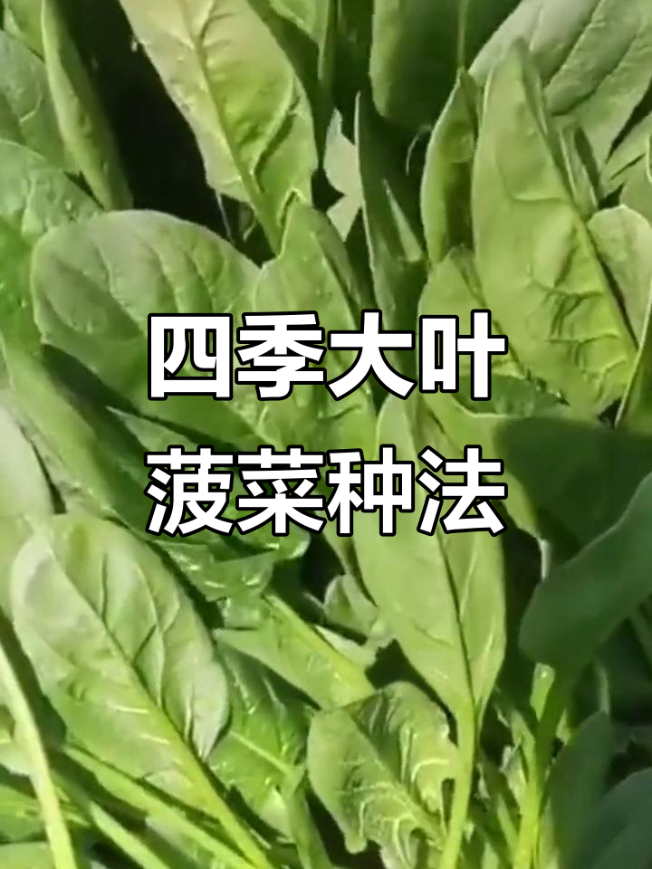 四季菠菜种植技巧:从种子处理到发芽全攻略