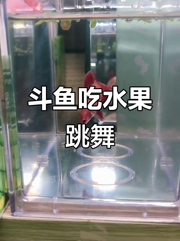 斗鱼吃西瓜和荔枝，跳舞吸氧超有趣