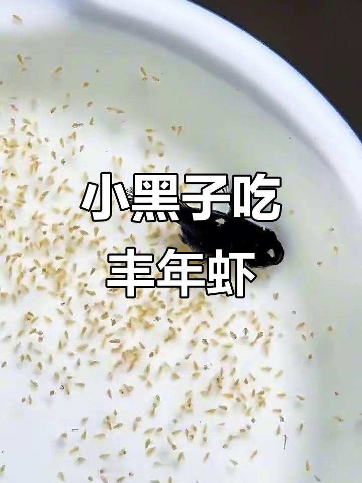 小黑子畅享丰年虾大餐,游动在美味中