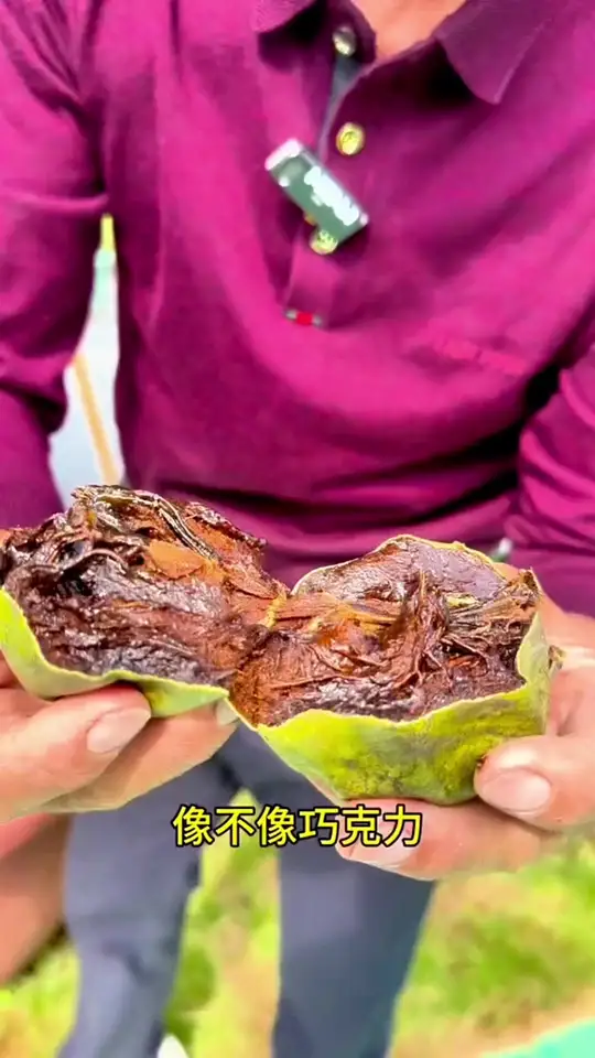 盆栽巧克力果树用环割方法催花保果是否可行?