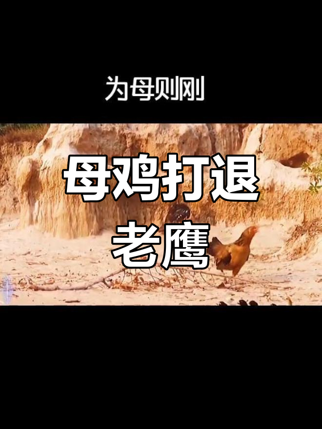 母鸡勇斗老鹰,护住小鸡免遭伤害