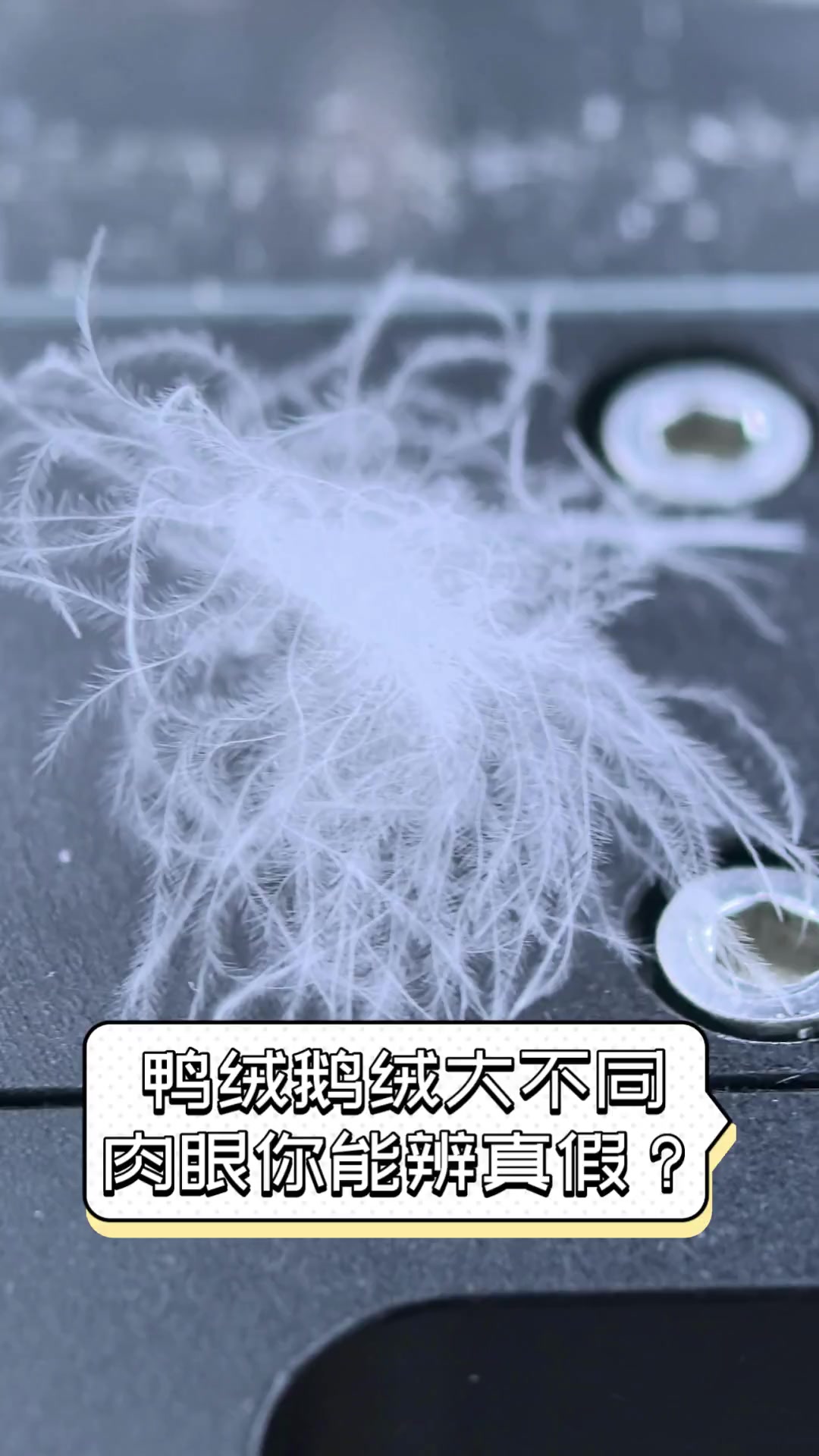 鸭绒鹅绒大不同,肉眼你能辨真假?