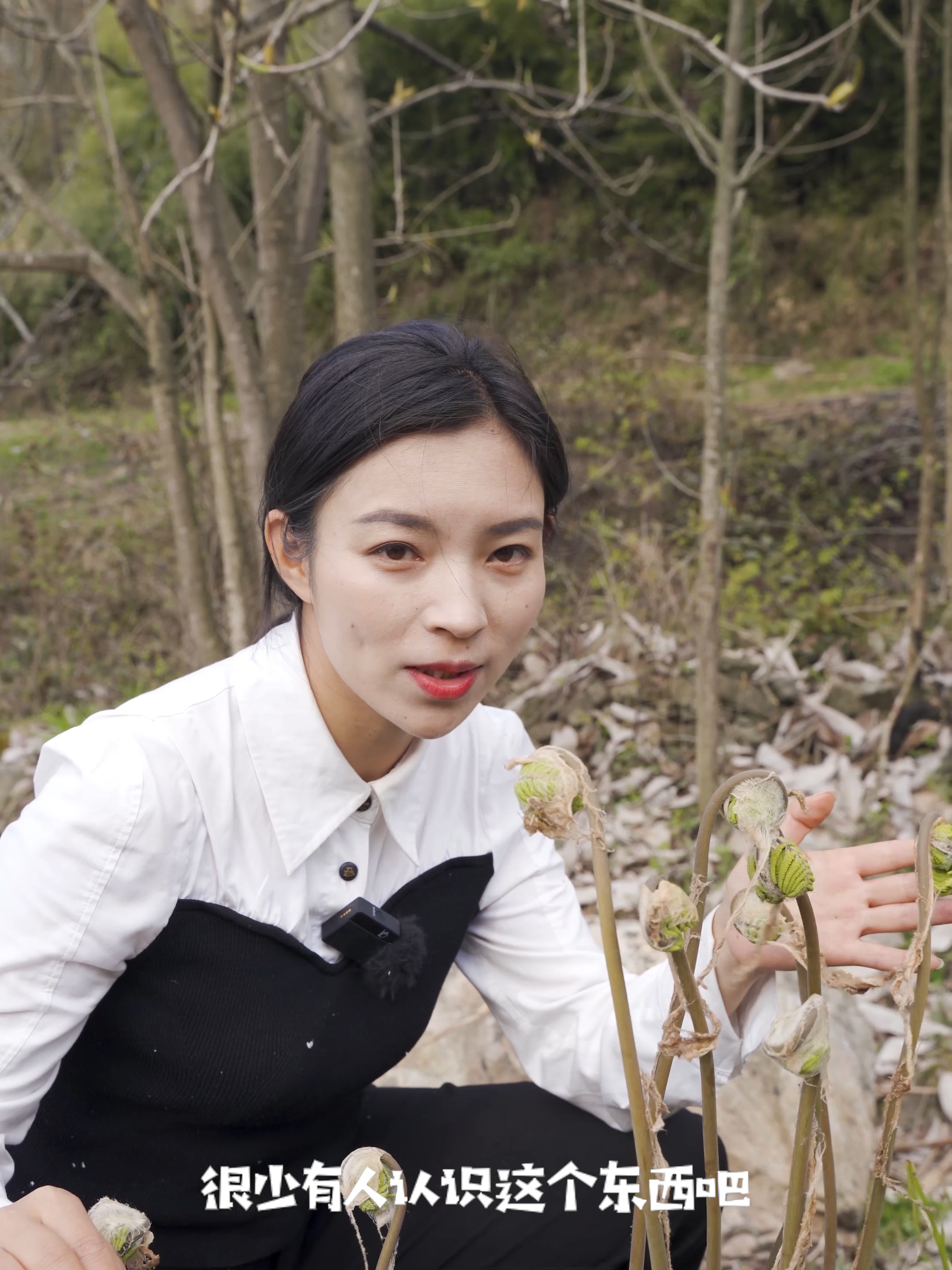 春天最好吃的山野菜之一:薇菜,你吃过吗?