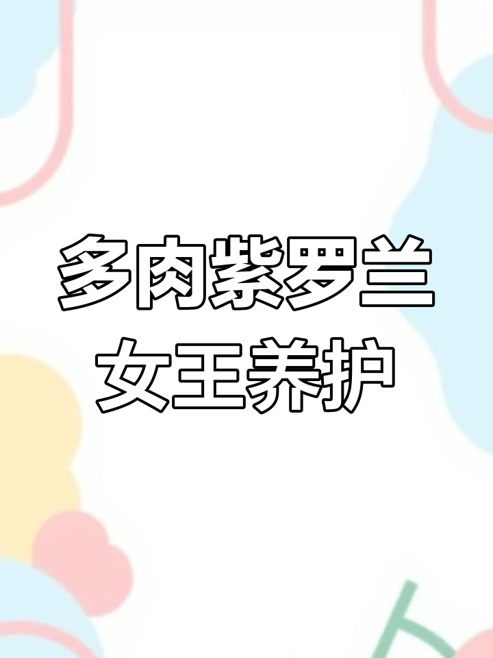 紫罗兰女王:多肉植物中的美丽皇后,养护全攻略