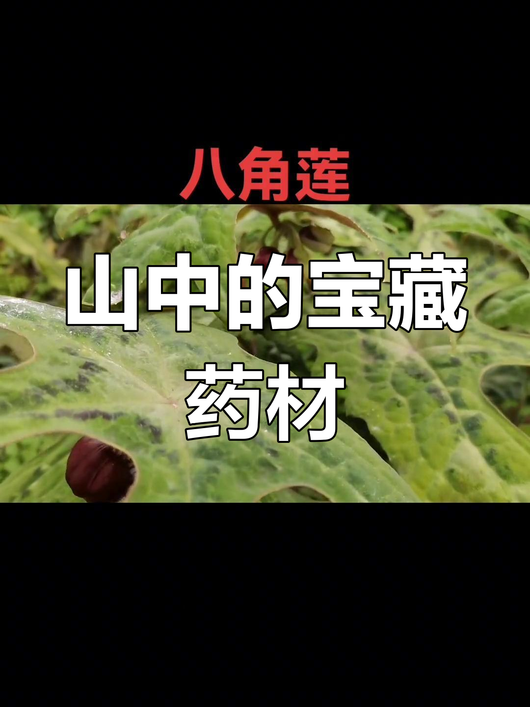 山中草药大揭秘,金钱草、银钱草的神奇作用