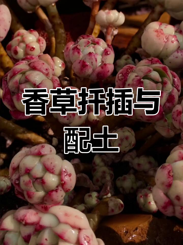 香草多肉养护技巧分享