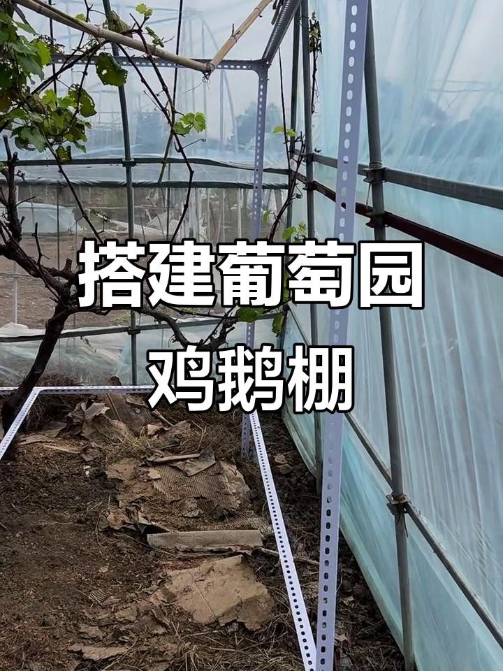 葡萄园鸡鹅棚搭建全流程,稳固框架与细节处理