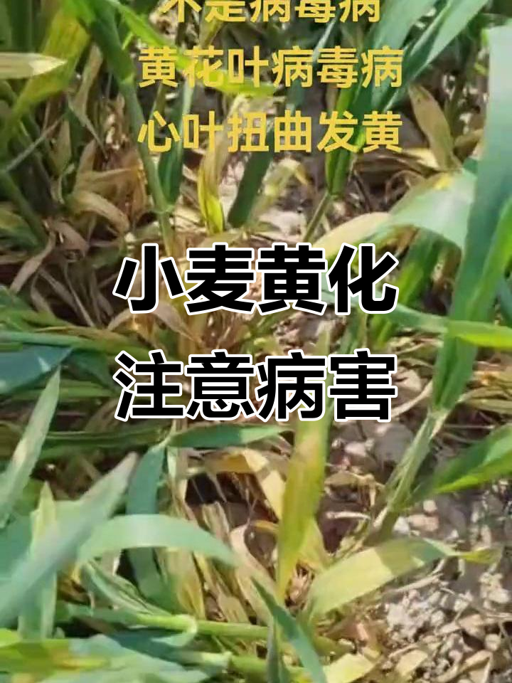 小麦发黄警惕细菌性病害,叶斑病防治不容忽视