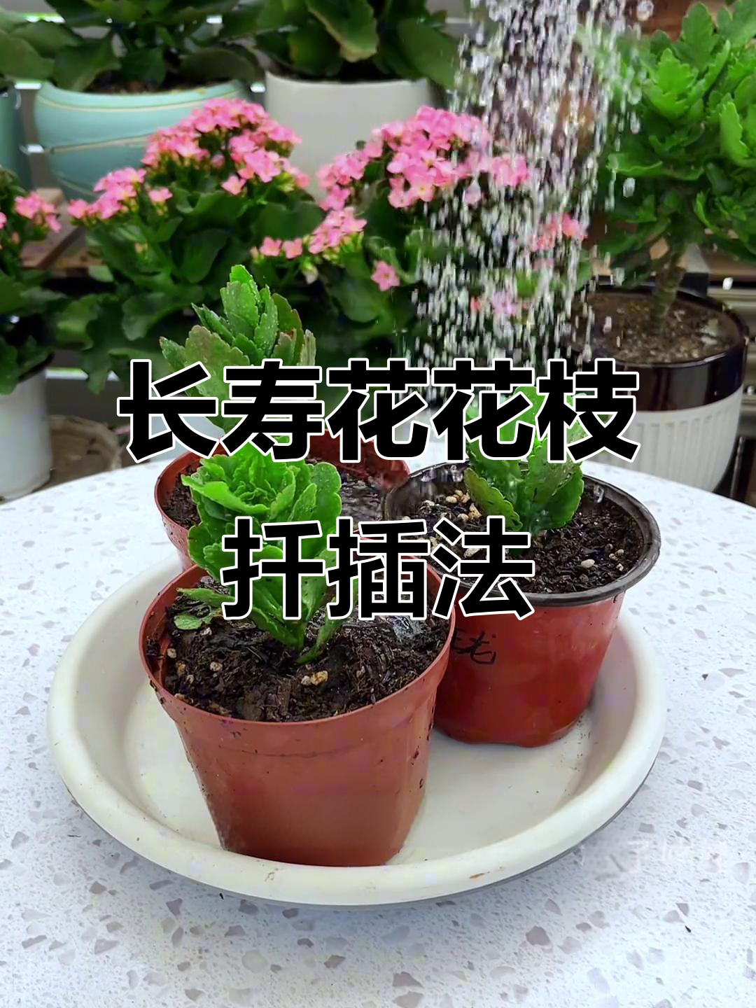 长寿花四季扦插技巧,轻松成活秘诀