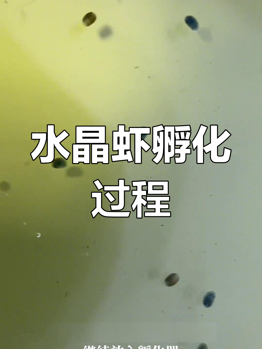 人工孵化水晶虾卵