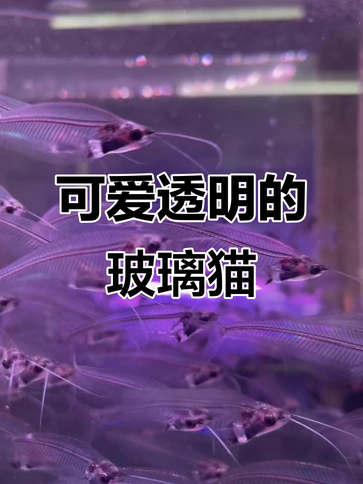 玻璃猫:像猫咪一样可爱的透明观赏鱼