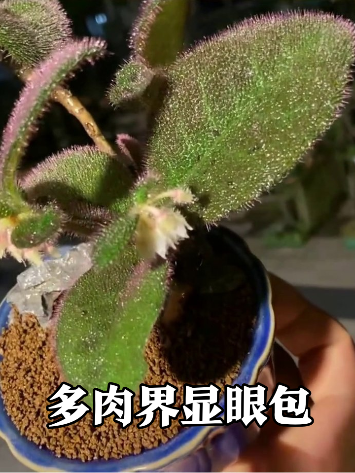毛绒多肉打腮红?开花像糯米团子萌到犯规