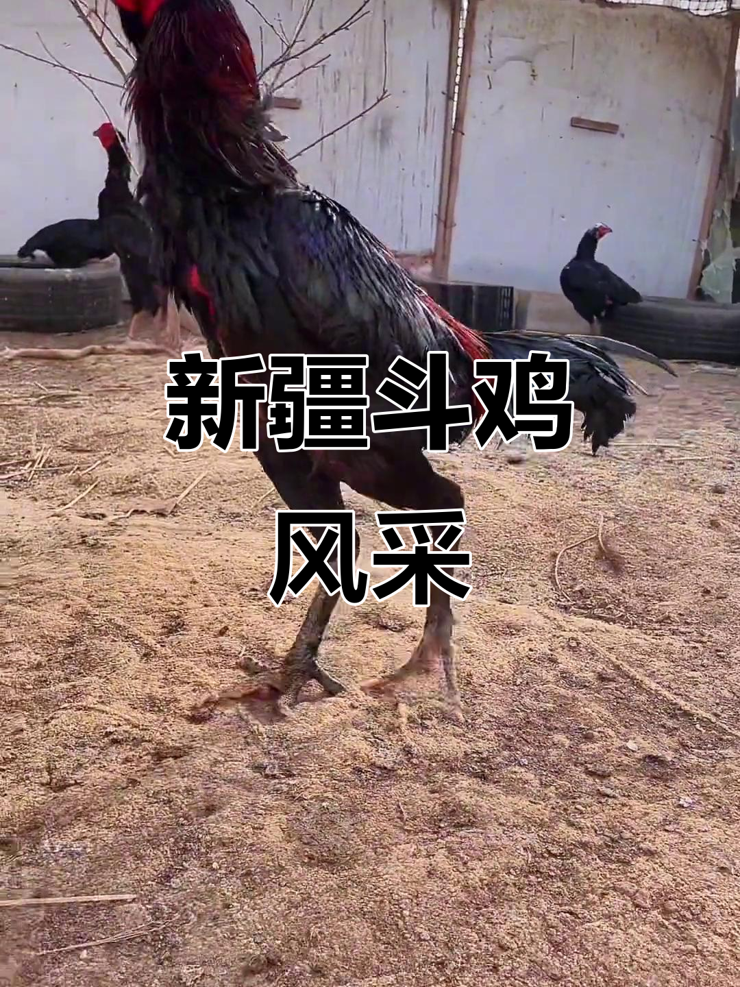 新疆斗鸡文化大揭秘,双等节与小嫩鸡的精彩碰撞
