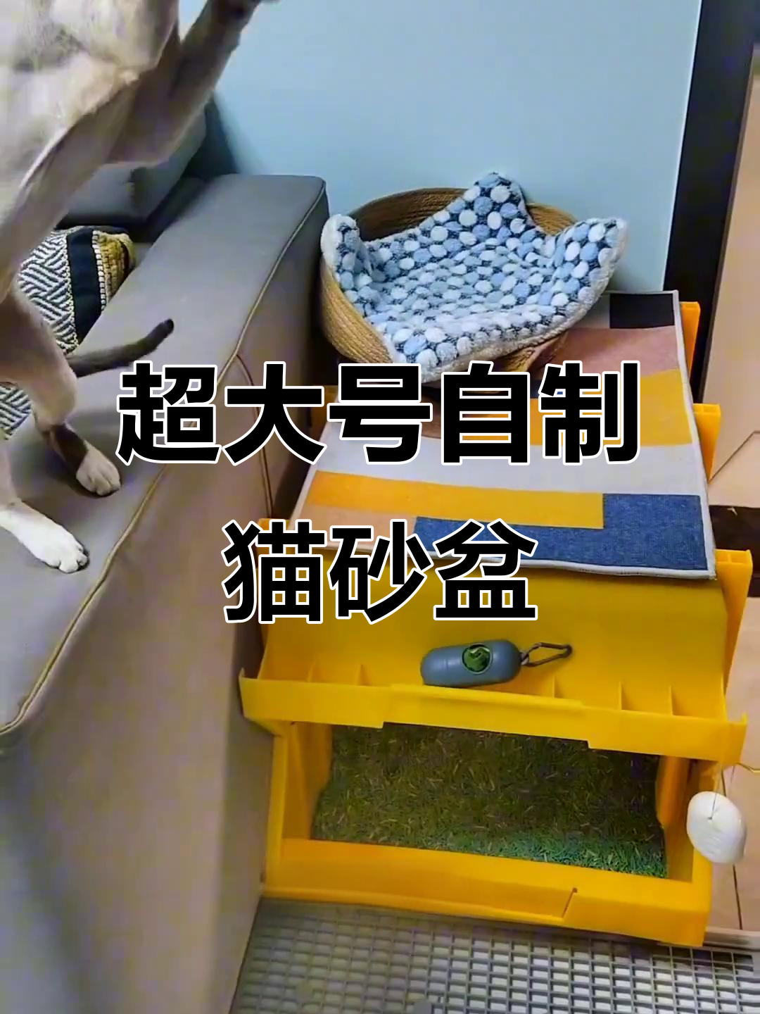 自制超大猫屎盆,简单又实用!