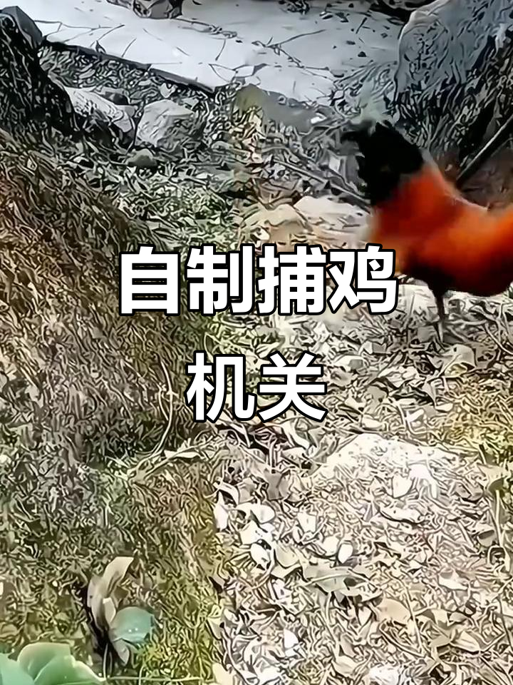 村里大爷发明抓鸡小工具,轻松捕捉家禽