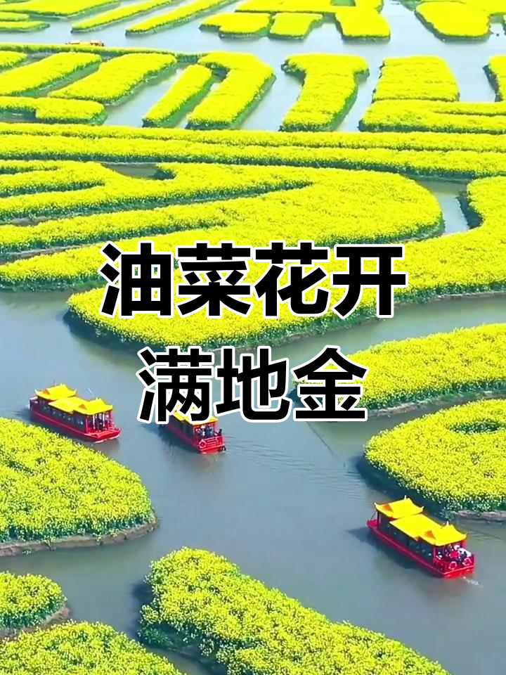 江苏兴化千垛油菜花海,春日美景尽收眼底