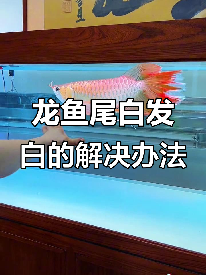 凤凰龙鱼尾巴发白?补救方案大揭秘