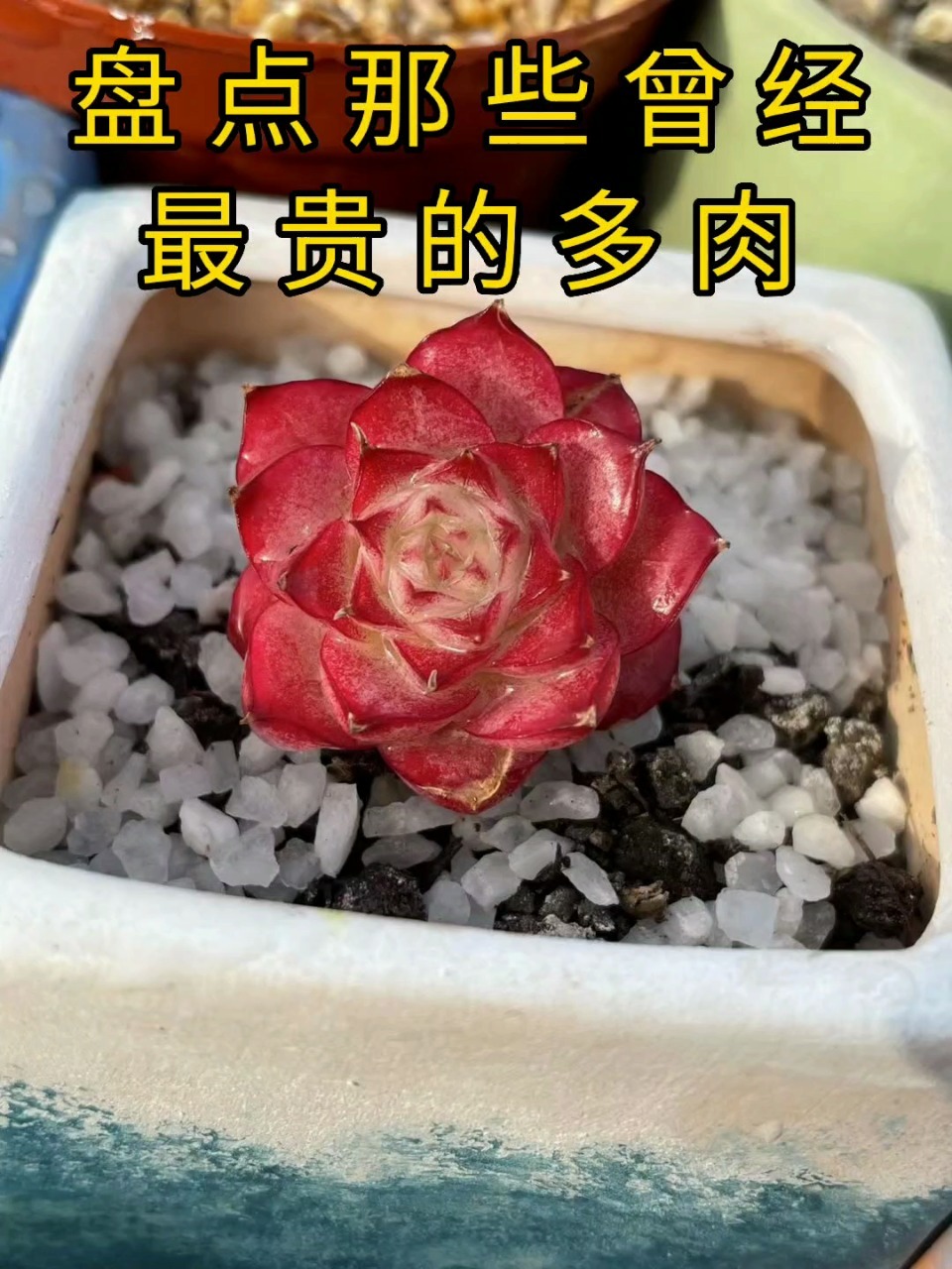 盘点那些曾经最贵的多肉