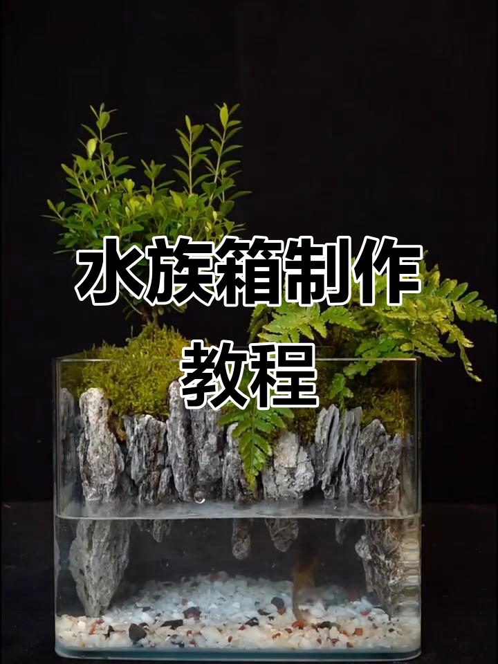 打造青龙石水族箱,步骤全解析