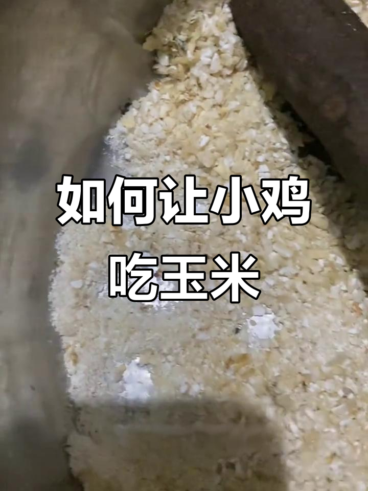 小鸡不吃玉米,我绞尽脑汁让它吃!