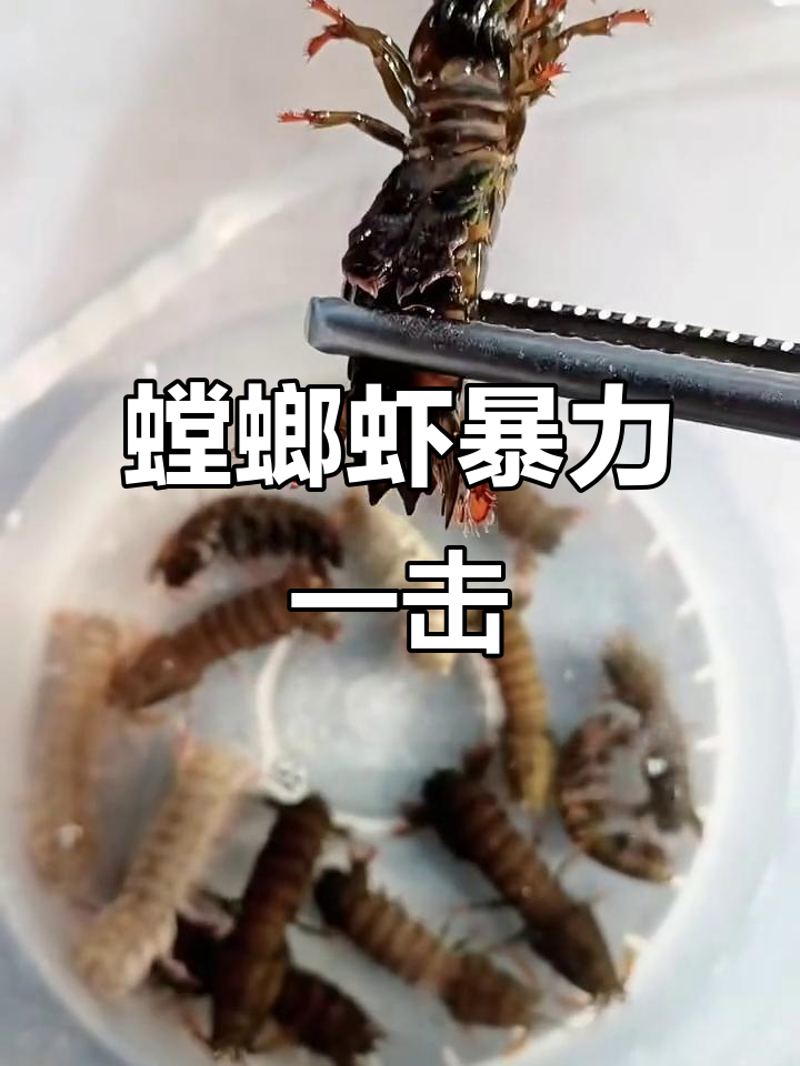 螳螂虾的拳头太猛了,螃蟹被一拳打飞