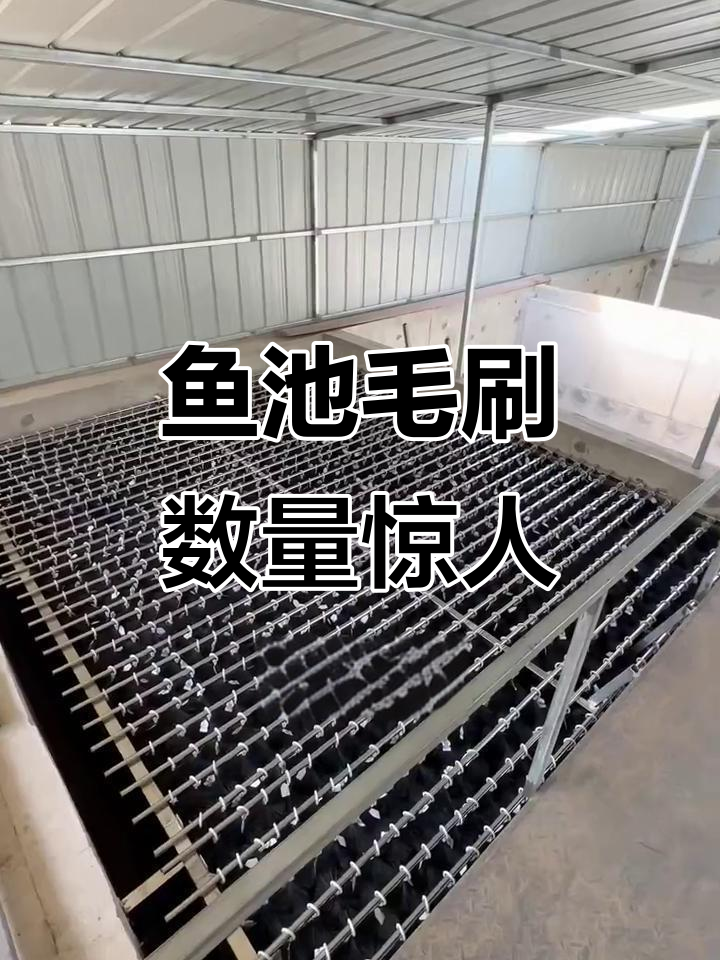 一万吨鱼池的毛刷大揭秘,两千五百只如何高效过滤?
