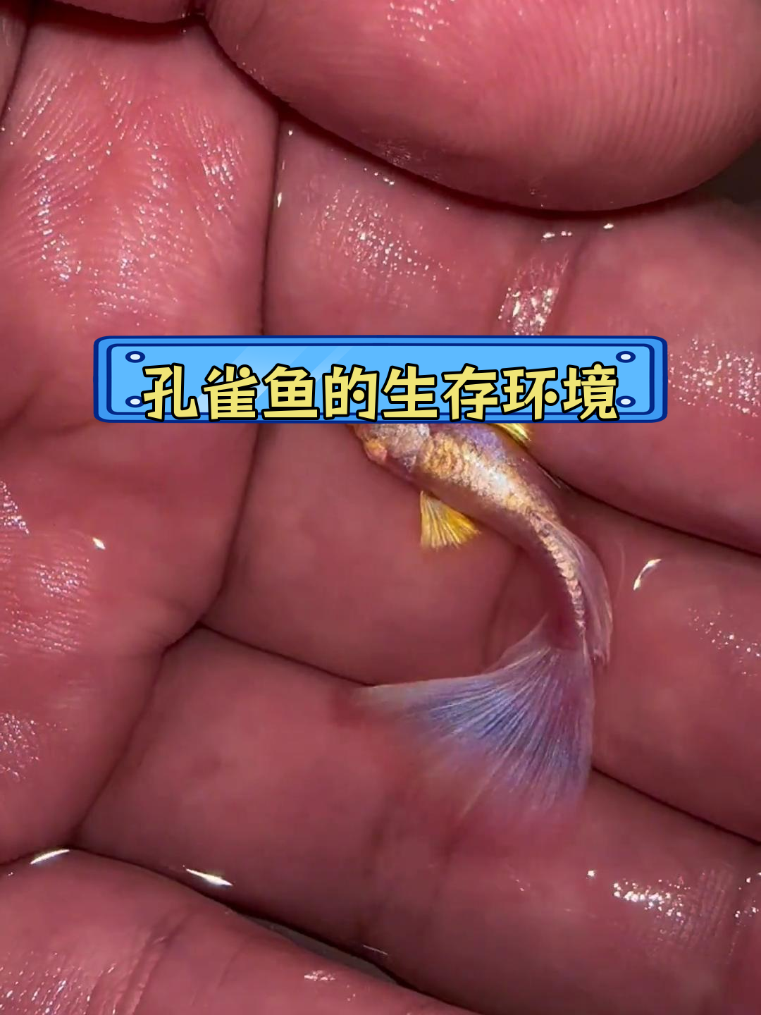 孔雀鱼能养活吗?揭秘臭水沟里的真相