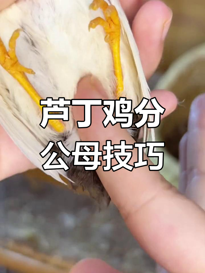 如何准确分辨芦丁鸡公母?三种实用方法
