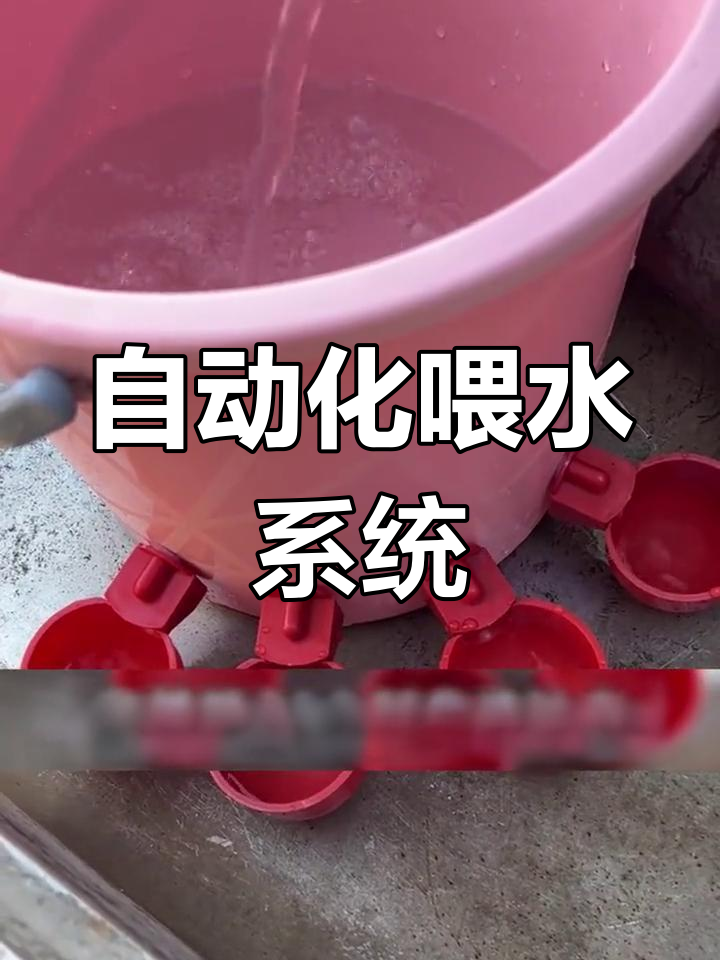 自动饮水器让鸡鸭喝水更省心,24小时不间断供水