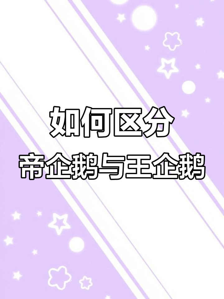 帝企鹅和王企鹅傻傻分不清?教你一招轻松辨别