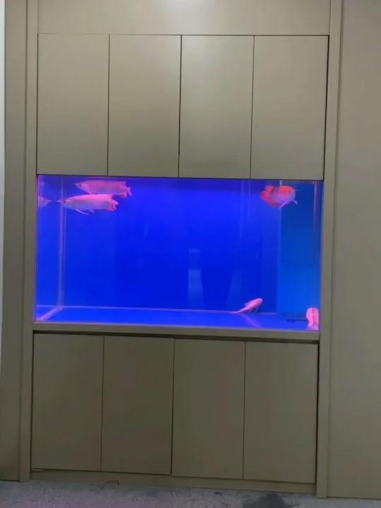 龙鱼缸设计 镶嵌式内嵌鱼缸
