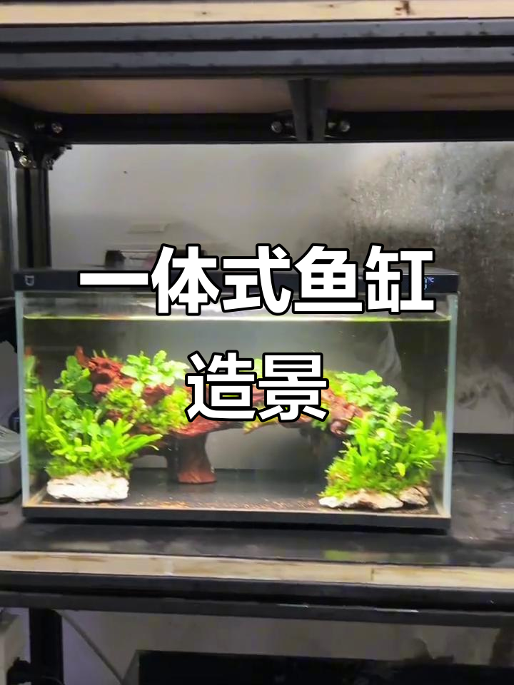 小米鱼缸全新造景,沉木水草一应俱全