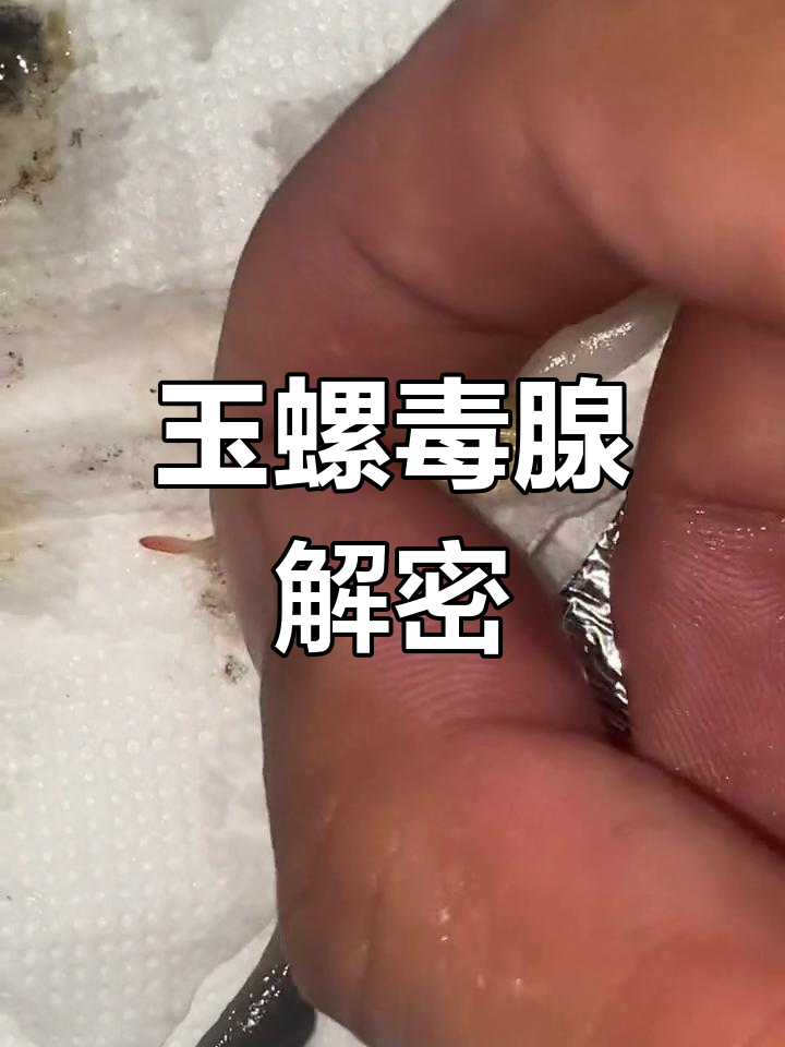 玉螺解剖大揭秘:毒线与内脏的恶心真相