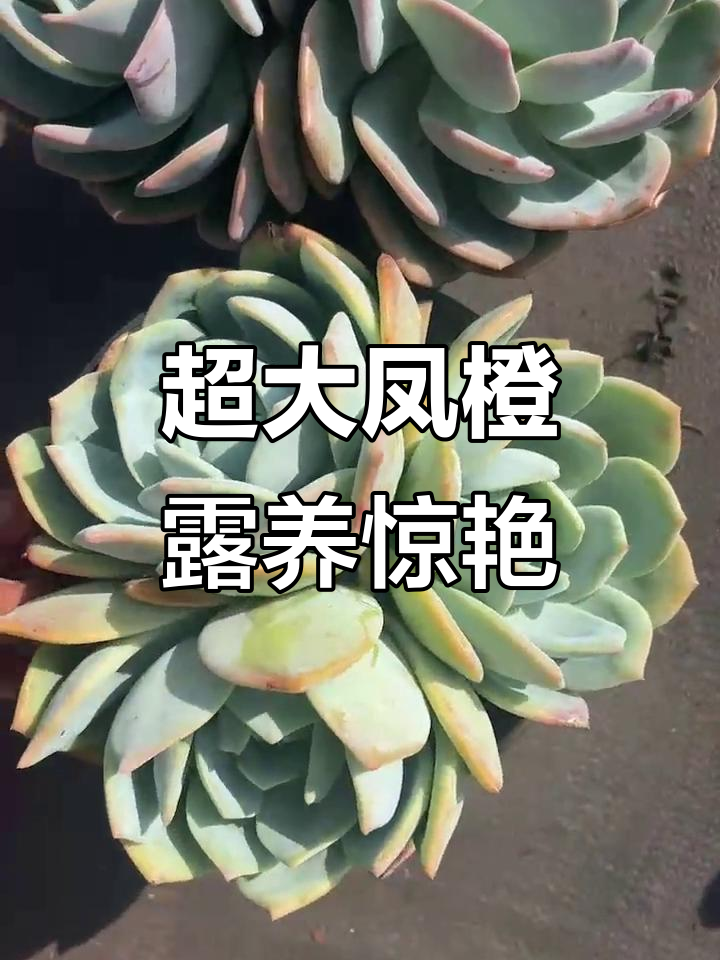 超大号凤橙,双头26cm三头23cm,露养多肉超震撼