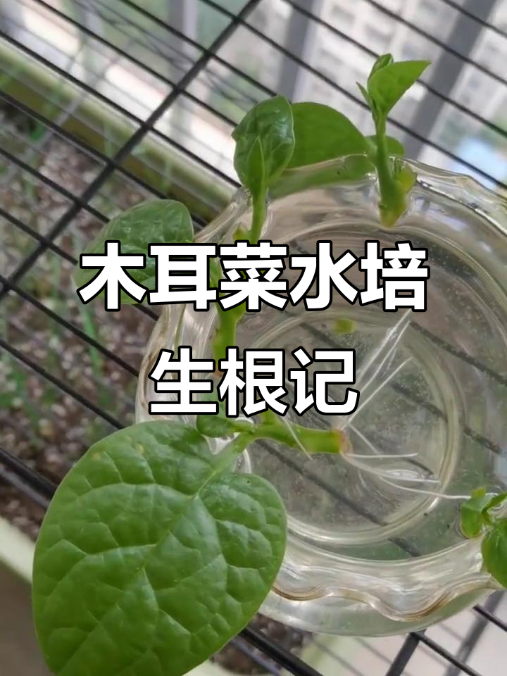 水培木耳菜根须疯长,竟然是这样催生的!