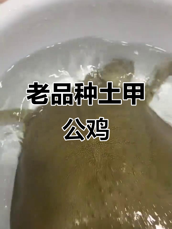 土甲2.6斤,山区老品种公鸡,爪子锈迹斑斑