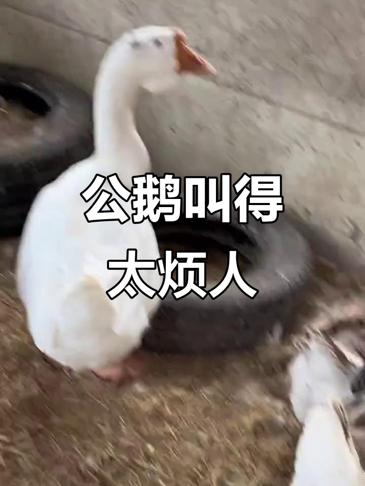 公鹅叫声太吵,不知道它想干嘛