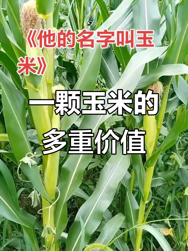玉米的神奇用途,从煲汤到炸爆米花样样行