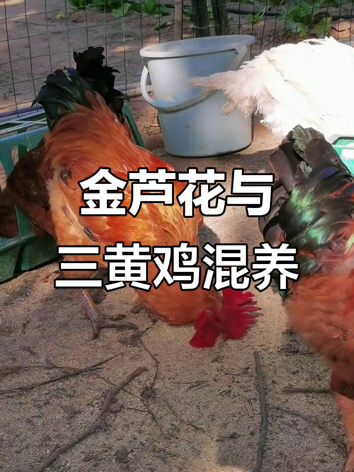 纯种金芦花与白鸡杂交,七百年土鸡的成长之路