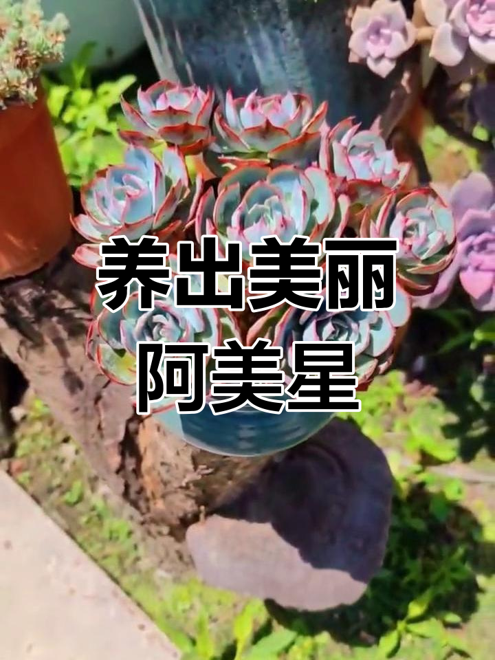 阿美星多肉养护技巧