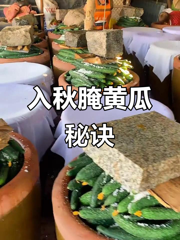 东北胖小子酱菜制作秘籍,入秋必备的黄瓜腌制技巧