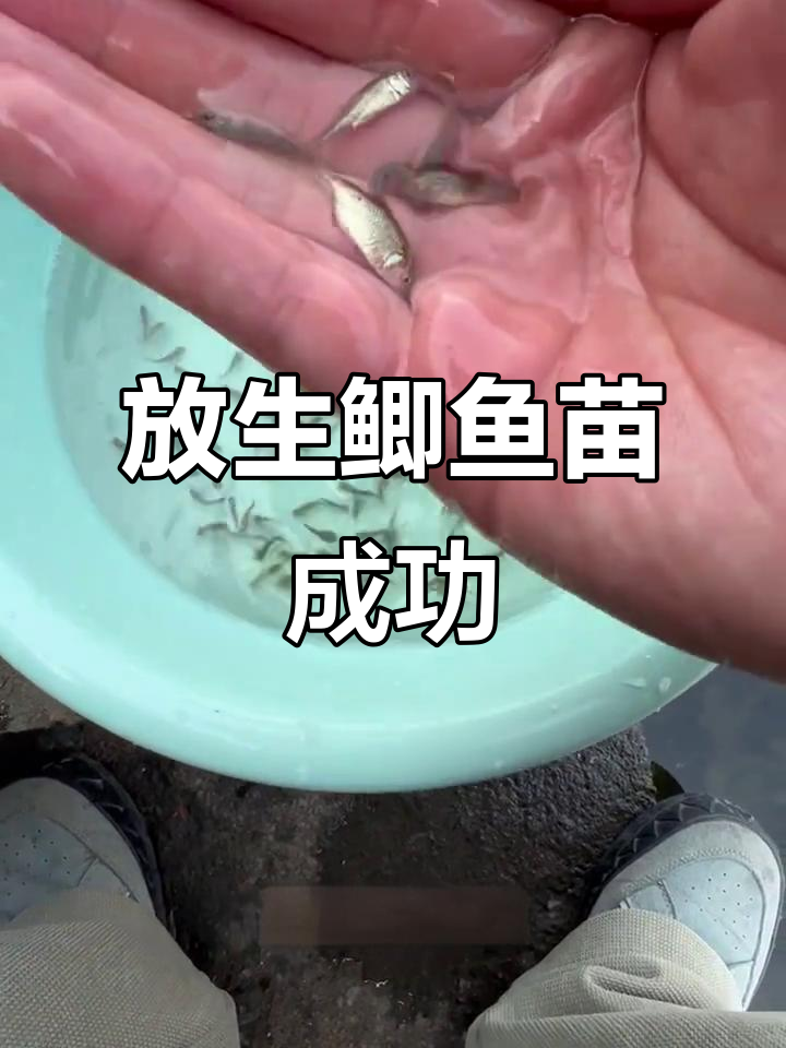 买500鲫鱼苗放生，这次终于没被骗！