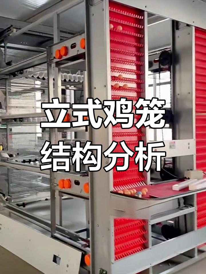 立式层叠鸡笼设计细节揭秘:清粪带、跨斗喂料机全解析