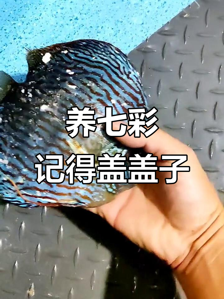 七彩神仙鱼养护秘籍:盖子一定要盖好